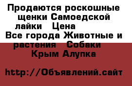 Продаются роскошные щенки Самоедской лайки › Цена ­ 40 000 - Все города Животные и растения » Собаки   . Крым,Алупка